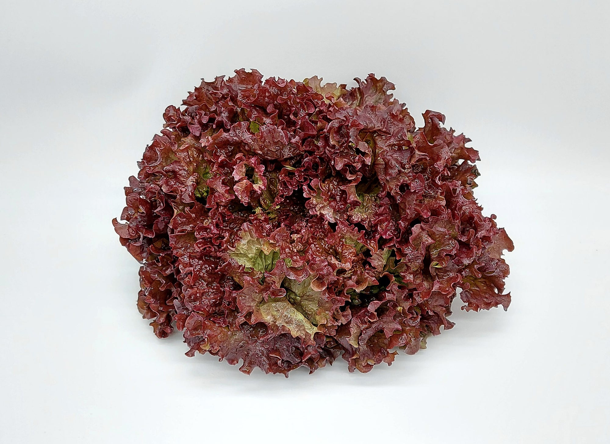 Roter Batavia