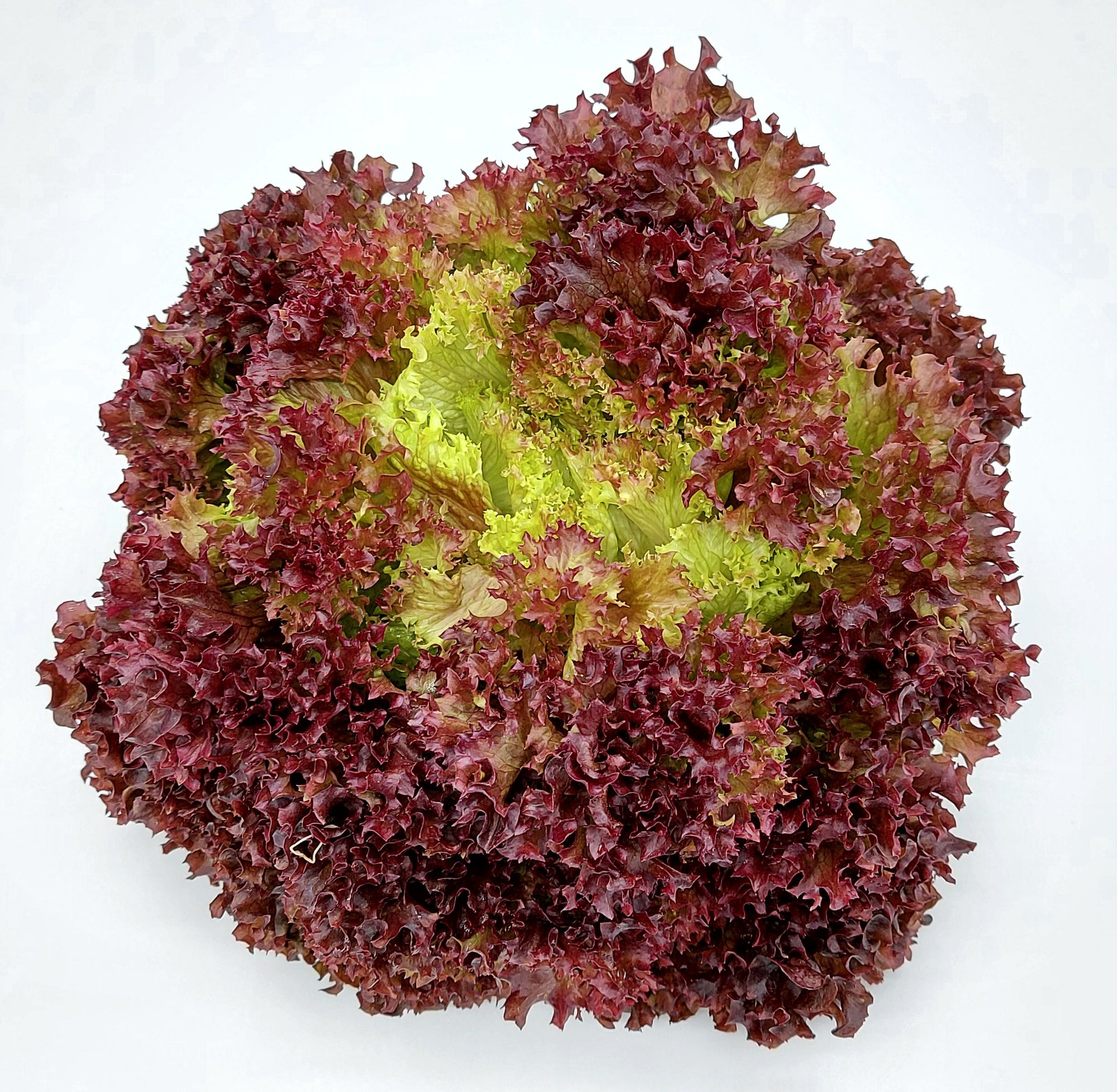 Lollo Rot
